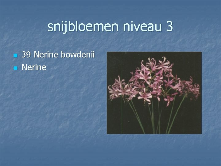 snijbloemen niveau 3 n n 39 Nerine bowdenii Nerine 