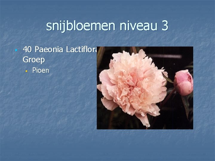 snijbloemen niveau 3 § 40 Paeonia Lactiflora Groep § Pioen 