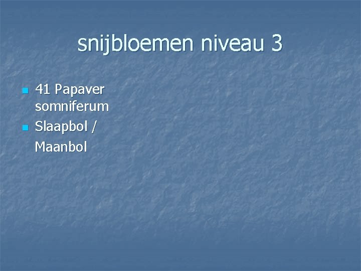 snijbloemen niveau 3 n n 41 Papaver somniferum Slaapbol / Maanbol 