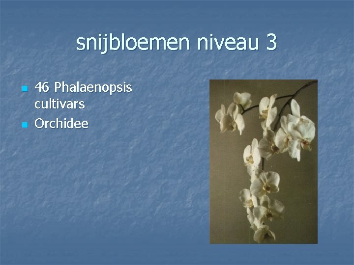 snijbloemen niveau 3 n n 46 Phalaenopsis cultivars Orchidee 