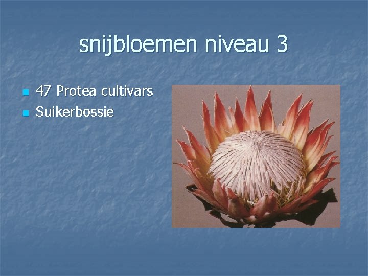 snijbloemen niveau 3 n n 47 Protea cultivars Suikerbossie 