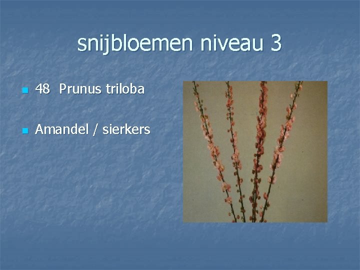 snijbloemen niveau 3 n 48 Prunus triloba n Amandel / sierkers 