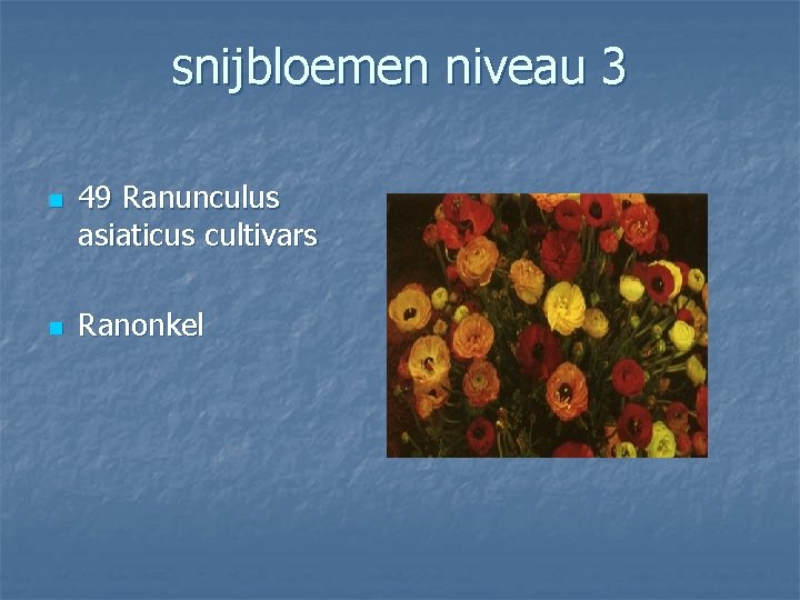 snijbloemen niveau 3 n n 49 Ranunculus asiaticus cultivars Ranonkel 