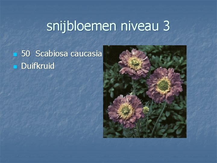 snijbloemen niveau 3 n n 50 Scabiosa caucasia Duifkruid 