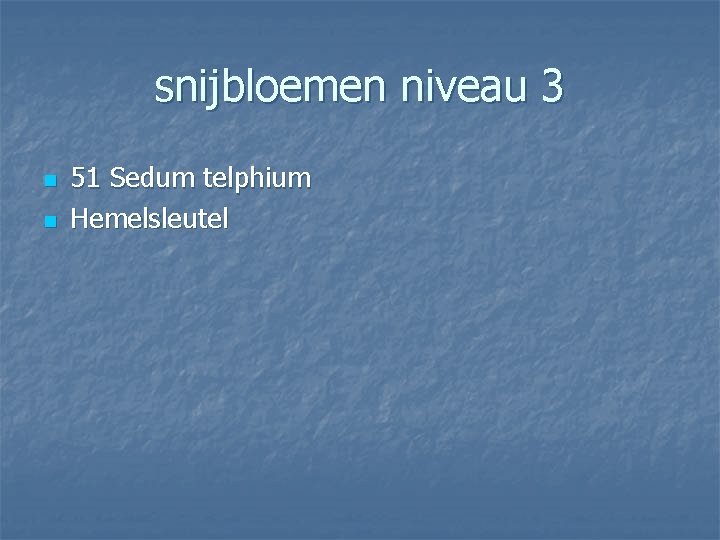 snijbloemen niveau 3 n n 51 Sedum telphium Hemelsleutel 