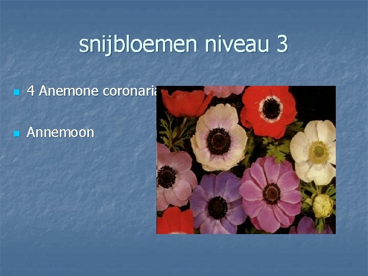 snijbloemen niveau 3 n 4 Anemone coronaria n Annemoon 