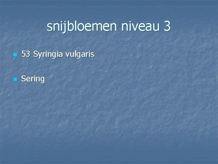 snijbloemen niveau 3 n 53 Syringia vulgaris n Sering 