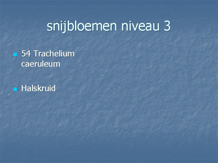 snijbloemen niveau 3 n n 54 Trachelium caeruleum Halskruid 