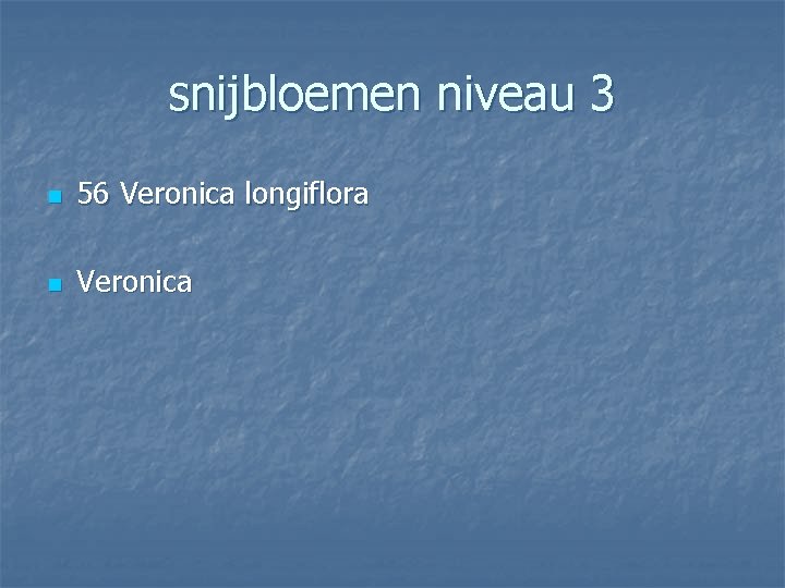 snijbloemen niveau 3 n 56 Veronica longiflora n Veronica 