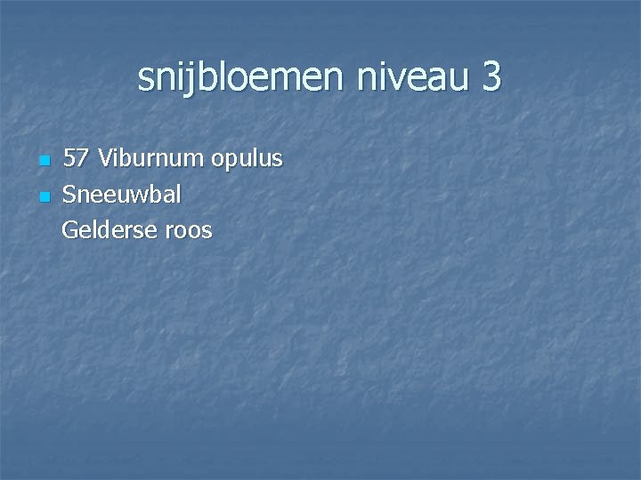 snijbloemen niveau 3 n n 57 Viburnum opulus Sneeuwbal Gelderse roos 