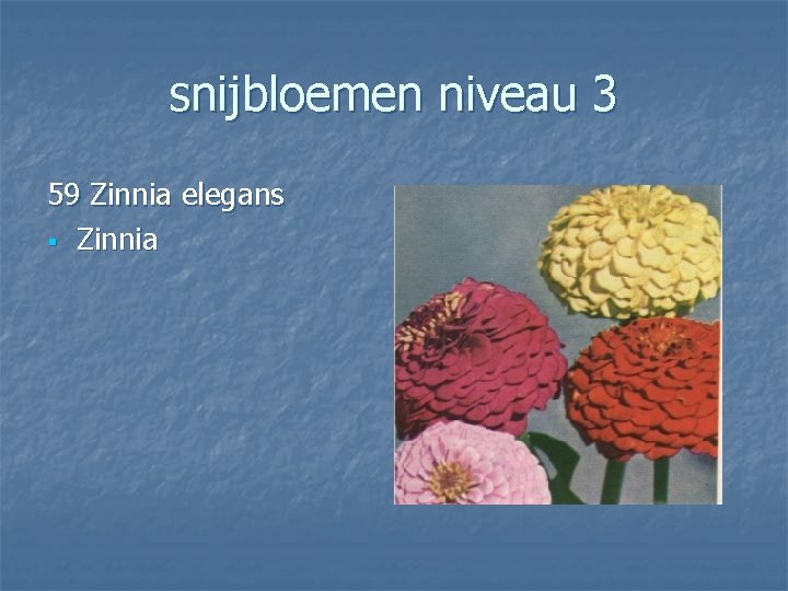 snijbloemen niveau 3 59 Zinnia elegans § Zinnia 