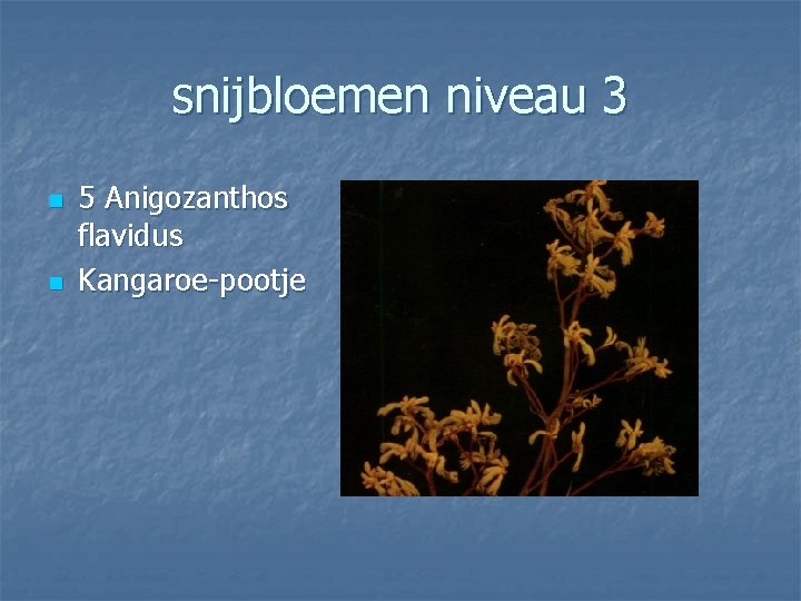 snijbloemen niveau 3 n n 5 Anigozanthos flavidus Kangaroe-pootje 