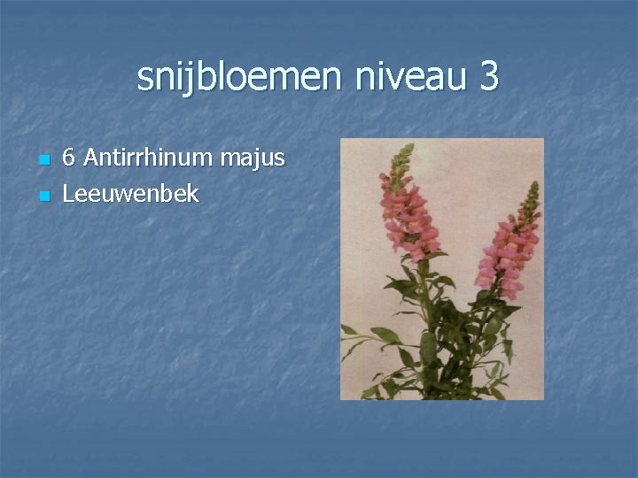 snijbloemen niveau 3 n n 6 Antirrhinum majus Leeuwenbek 