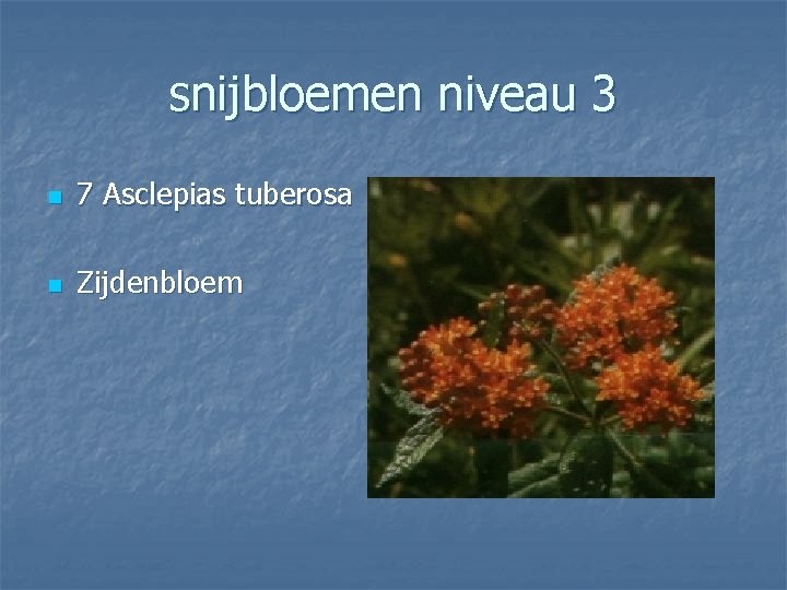 snijbloemen niveau 3 n 7 Asclepias tuberosa n Zijdenbloem 