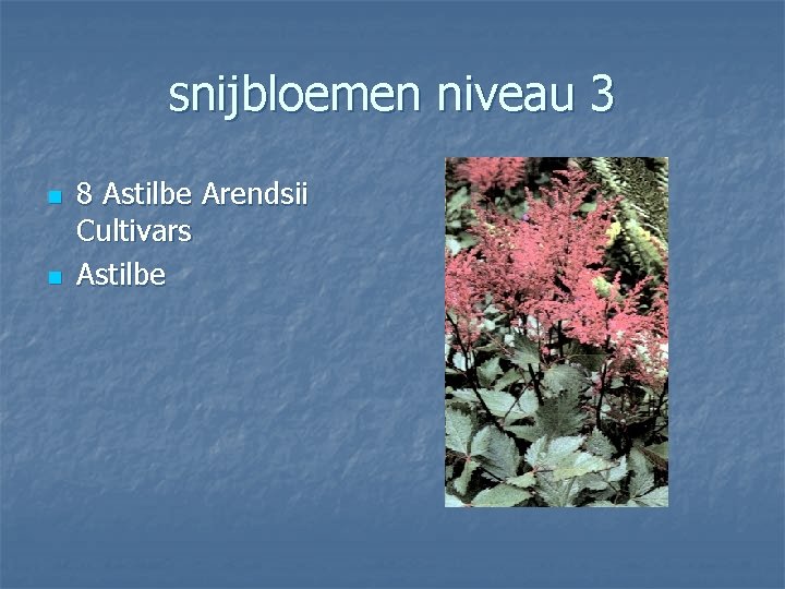 snijbloemen niveau 3 n n 8 Astilbe Arendsii Cultivars Astilbe 