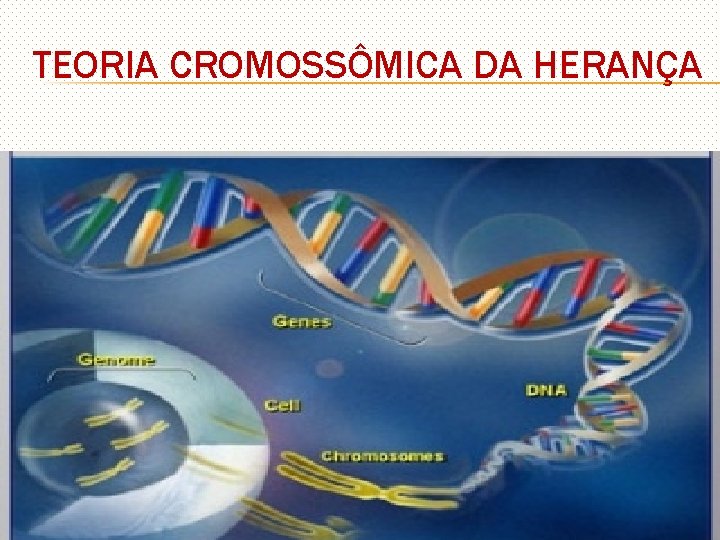 TEORIA CROMOSSÔMICA DA HERANÇA 