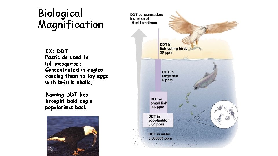 Biological Magnification EX: DDT Pesticide used to kill mosquitos; Concentrated in eagles causing them Biological Magnification EX: DDT Pesticide used to kill mosquitos; Concentrated in eagles causing them