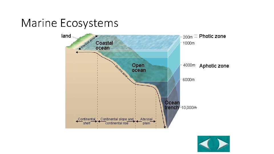 Figure 4 -17 Zones of a Marine Ecosystems Section 4 -4 land 200 m Figure 4 -17 Zones of a Marine Ecosystems Section 4 -4 land 200 m