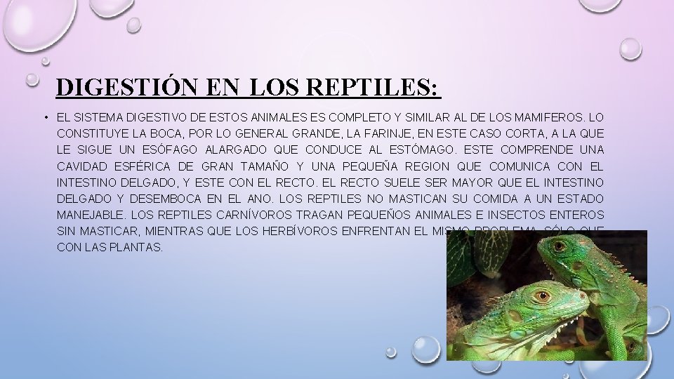 DIGESTIÓN EN LOS REPTILES: • EL SISTEMA DIGESTIVO DE ESTOS ANIMALES ES COMPLETO Y