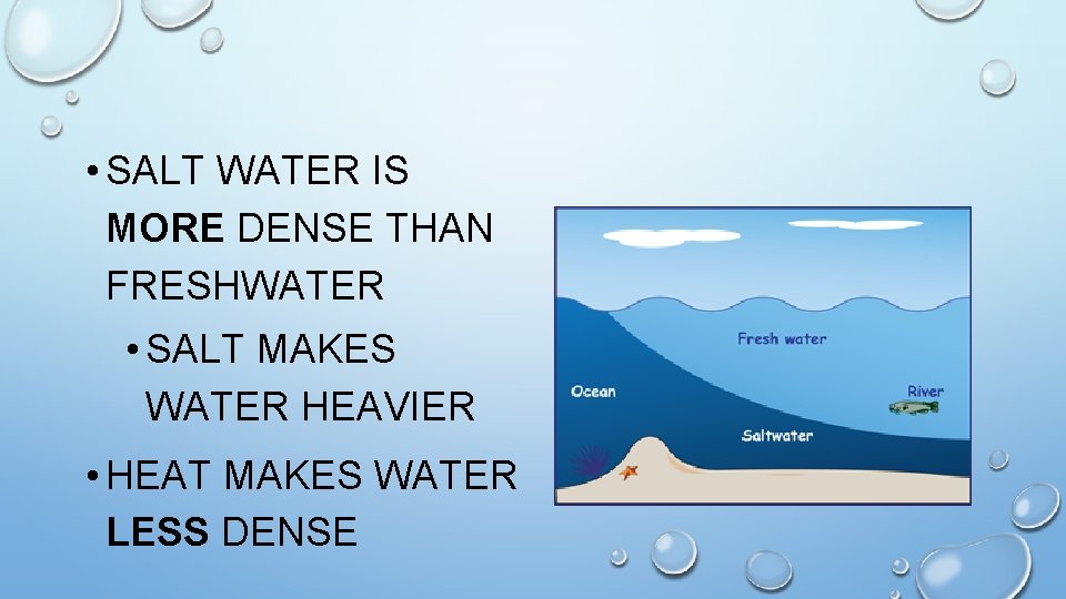  • SALT WATER IS MORE DENSE THAN FRESHWATER • SALT MAKES WATER HEAVIER