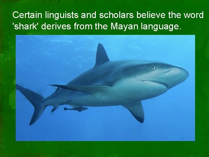 Certain linguists and scholars believe the word 'shark' derives from the Mayan language. 