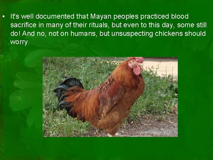  • It's well documented that Mayan peoples practiced blood sacrifice in many of