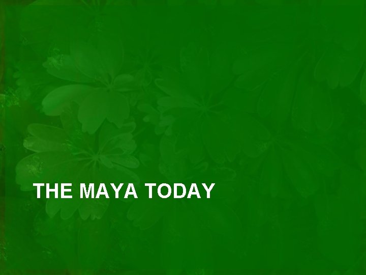 THE MAYA TODAY 