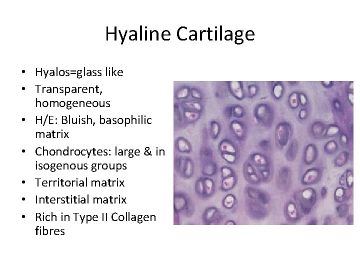 Hyaline Cartilage • Hyalos=glass like • Transparent, homogeneous • H/E: Bluish, basophilic matrix • Hyaline Cartilage • Hyalos=glass like • Transparent, homogeneous • H/E: Bluish, basophilic matrix •