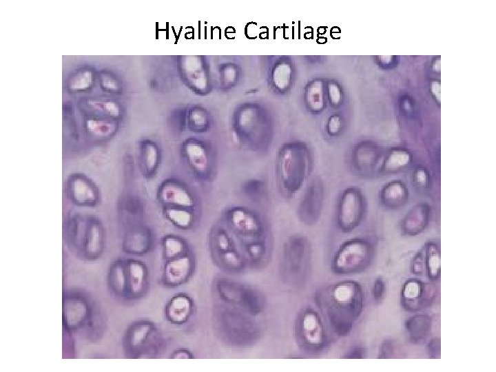 Hyaline Cartilage Hyaline Cartilage