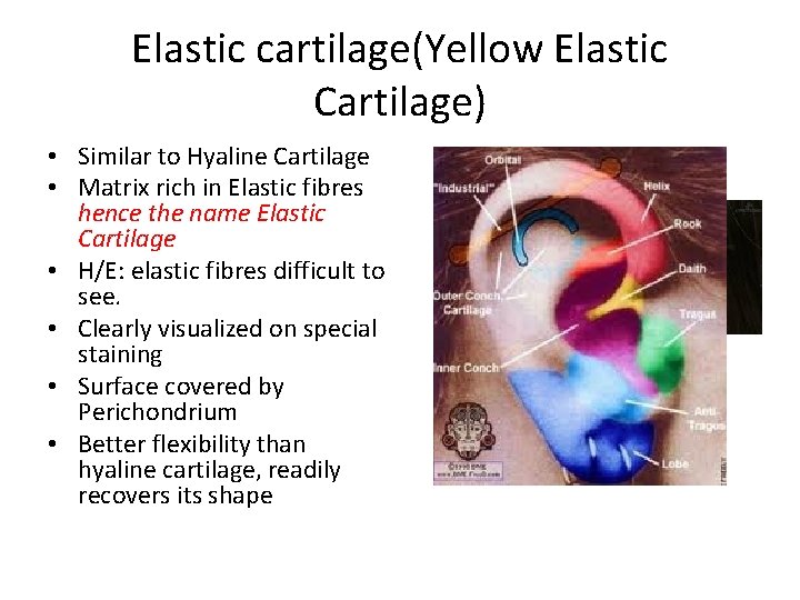 Elastic cartilage(Yellow Elastic Cartilage) • Similar to Hyaline Cartilage • Matrix rich in Elastic Elastic cartilage(Yellow Elastic Cartilage) • Similar to Hyaline Cartilage • Matrix rich in Elastic