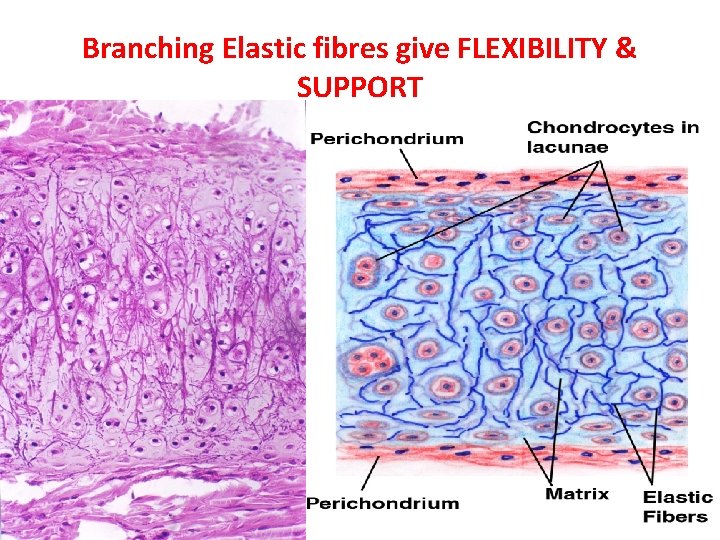 Branching Elastic fibres give FLEXIBILITY & SUPPORT 
