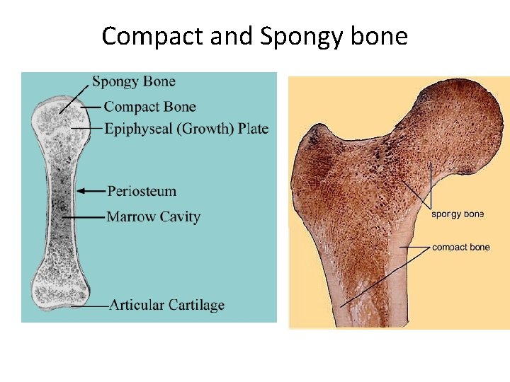 Compact and Spongy bone Compact and Spongy bone