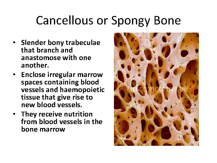 Cancellous or Spongy Bone • Slender bony trabeculae that branch and anastomose with one