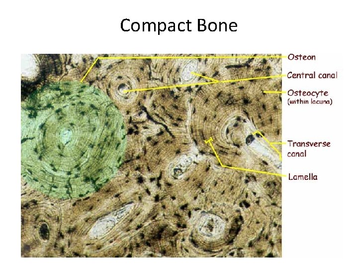 Compact Bone 