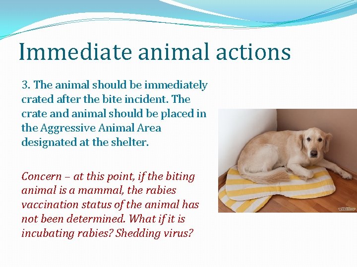 Immediate animal actions 3. The animal should be immediately crated after the bite incident.