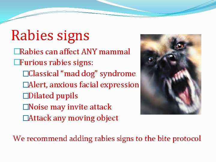 Rabies signs �Rabies can affect ANY mammal �Furious rabies signs: �Classical “mad dog” syndrome