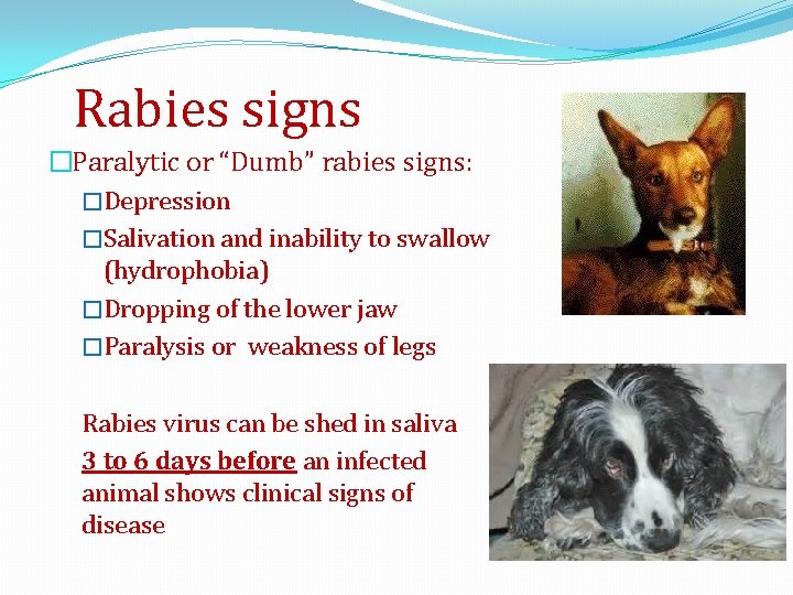 Rabies signs �Paralytic or “Dumb” rabies signs: �Depression �Salivation and inability to swallow (hydrophobia)