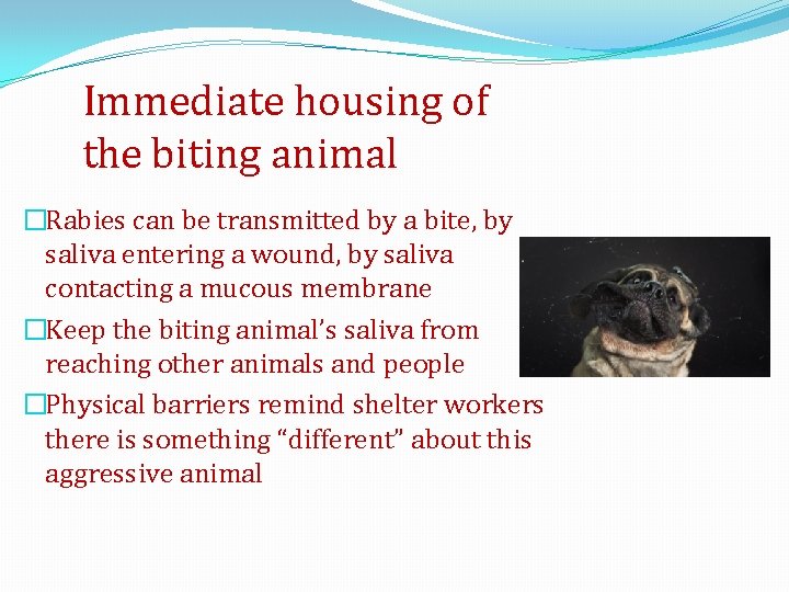 Immediate housing of the biting animal �Rabies can be transmitted by a bite, by