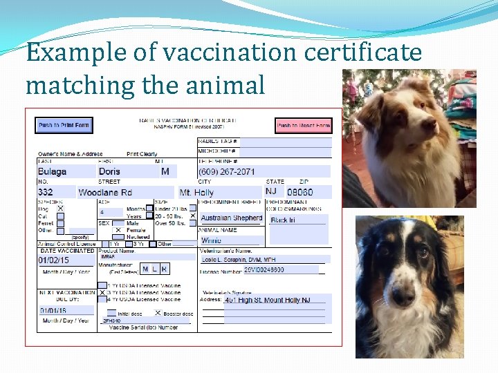 Example of vaccination certificate matching the animal 