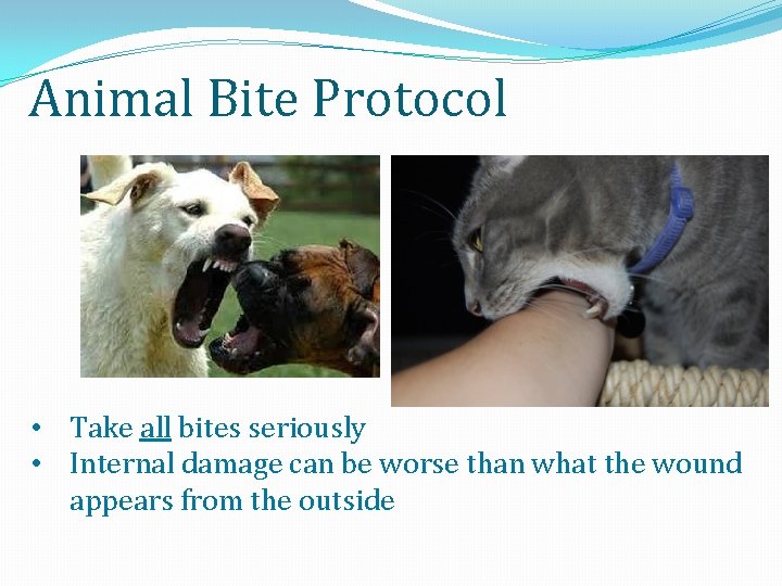 Animal Bite Protocol • Take all bites seriously • Internal damage can be worse