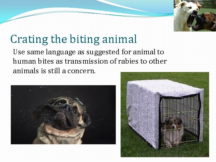 Crating the biting animal Use same language as suggested for animal to human bites