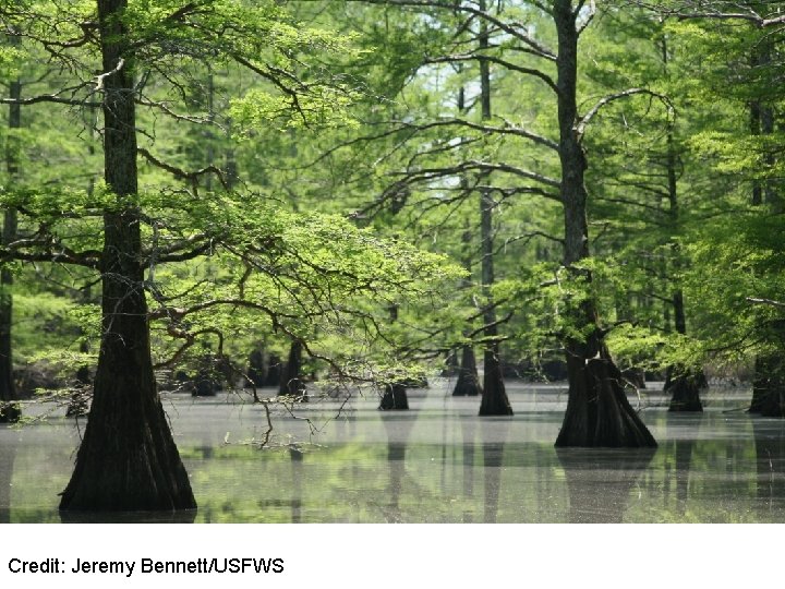 Credit: Jeremy Bennett/USFWS 