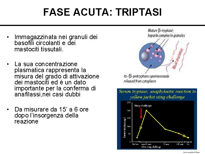 FASE ACUTA: TRIPTASI • Immagazzinata nei granuli dei basofili circolanti e dei mastociti tissutali.