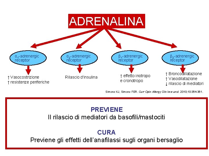 ADRENALINA α 1 -adrenergic receptor α 2 -adrenergic receptor ↑ Vasocostrizione ↑ resistenze periferiche