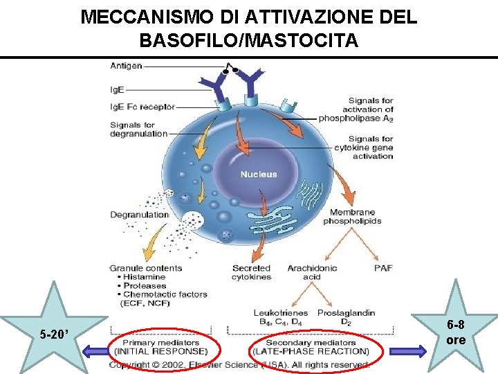MECCANISMO DI ATTIVAZIONE DEL BASOFILO/MASTOCITA 5 -20’ 6 -8 ore 
