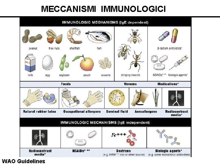 MECCANISMI IMMUNOLOGICI WAO Guidelines 