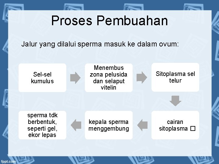 Proses Pembuahan Jalur yang dilalui sperma masuk ke dalam ovum: Sel-sel kumulus Menembus zona