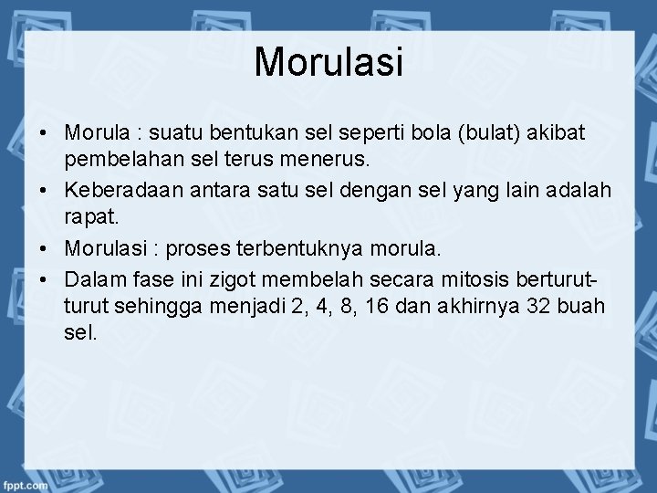 Morulasi • Morula : suatu bentukan sel seperti bola (bulat) akibat pembelahan sel terus