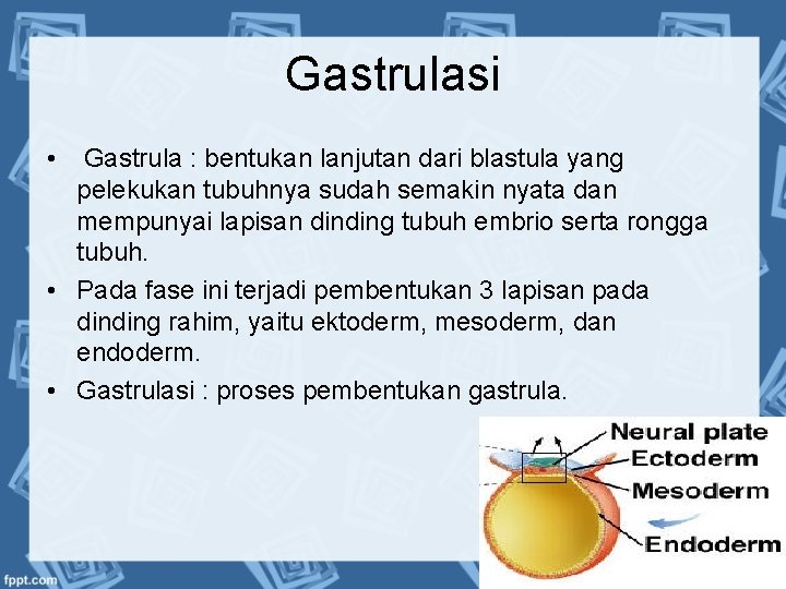 Gastrulasi • Gastrula : bentukan lanjutan dari blastula yang pelekukan tubuhnya sudah semakin nyata