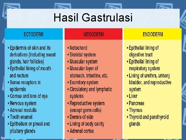 Hasil Gastrulasi 